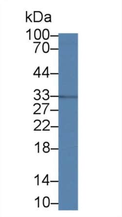 MPST Polyclonal Antibody, Invitrogen:Antibodies:Primary Antibodies
