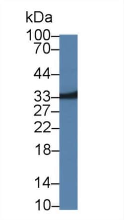 MPST Polyclonal Antibody, Invitrogen:Antibodies:Primary Antibodies