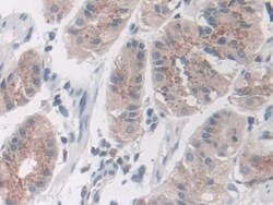 Invitrogen Nidogen 2 Polyclonal Antibody, Invitrogen:Antibodies:Primary