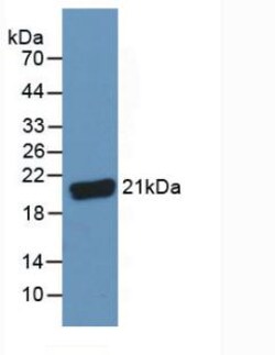 Invitrogen C8G Polyclonal Antibody, Invitrogen:Antibodies:Primary Antibodies