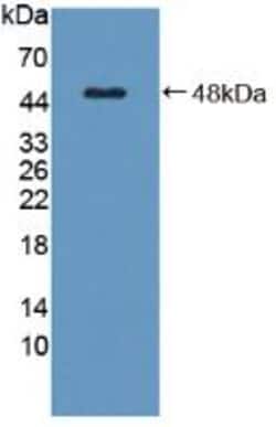 Invitrogen C8G Polyclonal Antibody, Invitrogen:Antibodies:Primary Antibodies
