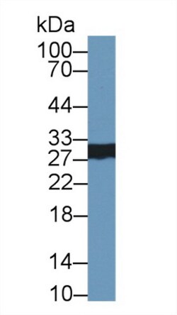 CELA2A Polyclonal Antibody, Invitrogen:Antibodies:Primary Antibodies