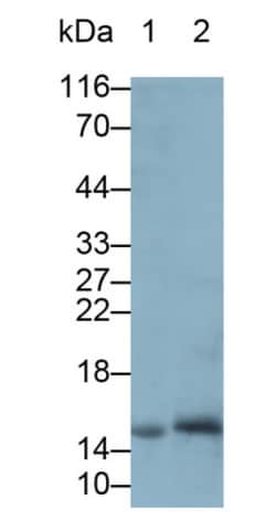 Invitrogen REG1A Polyclonal Antibody, Invitrogen 200 &mu;L; Unconjugated:Antibodies,