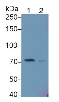 Invitrogen Complement C4b Polyclonal Antibody, Invitrogen:Antibodies:Primary