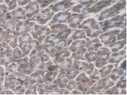 Invitrogen GBP4 Polyclonal Antibody, Invitrogen 200 &mu;L; Unconjugated:Antibodies,