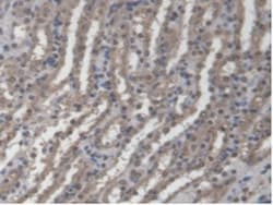 Invitrogen GBP4 Polyclonal Antibody, Invitrogen 200 &mu;L; Unconjugated:Antibodies,