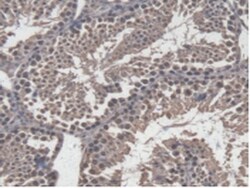 Invitrogen GBP4 Polyclonal Antibody, Invitrogen 200 &mu;L; Unconjugated:Antibodies,