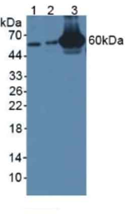 Invitrogen GBP4 Polyclonal Antibody, Invitrogen 200 &mu;L; Unconjugated:Antibodies,