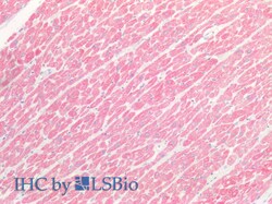 Myosin heavy chain 1 Polyclonal Antibody, Invitrogen:Antibodies:Primary