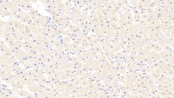 Myosin heavy chain 1 Polyclonal Antibody, Invitrogen:Antibodies:Primary
