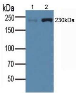 Myosin heavy chain 1 Polyclonal Antibody, Invitrogen:Antibodies:Primary