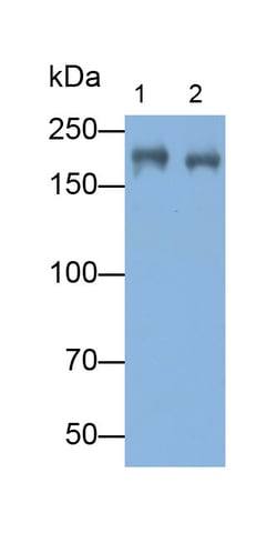 Invitrogen Myosin heavy chain 1 Polyclonal Antibody, Invitrogen 20 &mu;L;