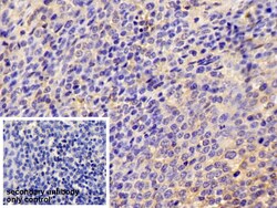 Invitrogen ICAM-1 Polyclonal Antibody, Invitrogen 200 &mu;L; Unconjugated:Antibodies,