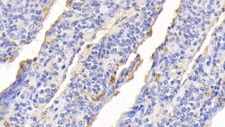 Invitrogen Hemoglobin Polyclonal Antibody, Invitrogen 200 &mu;L; Unconjugated:Antibodies,