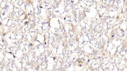 Invitrogen Hemoglobin Polyclonal Antibody, Invitrogen:Antibodies:Primary