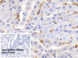 Invitrogen Hemoglobin Polyclonal Antibody, Invitrogen 200 &mu;L; Unconjugated:Antibodies,