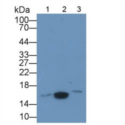 Galectin 5 Polyclonal Antibody, Invitrogen:Antibodies:Primary Antibodies