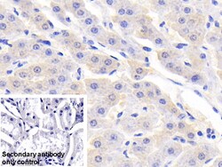 Invitrogen RBP5 Polyclonal Antibody, Invitrogen 20 &mu;L; Unconjugated:Antibodies,
