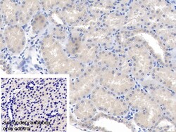 Invitrogen ANGPTL1 Polyclonal Antibody, Invitrogen 20 &mu;L; Unconjugated:Antibodies,