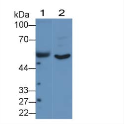 Invitrogen ANGPTL1 Polyclonal Antibody, Invitrogen 20 &mu;L; Unconjugated:Antibodies,