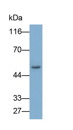 Invitrogen ANGPTL1 Polyclonal Antibody, Invitrogen 20 &mu;L; Unconjugated:Antibodies,