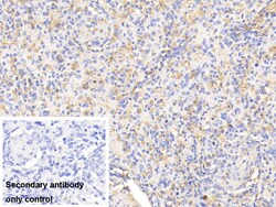 Invitrogen Hemoglobin Polyclonal Antibody, Invitrogen 20 &mu;L; Unconjugated:Anticorps,