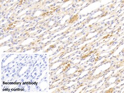 Invitrogen Hemoglobin Polyclonal Antibody, Invitrogen 20 &mu;L; Unconjugated:Anticorps,