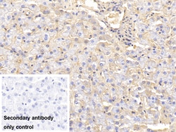 Invitrogen Hemoglobin Polyclonal Antibody, Invitrogen 20 &mu;L; Unconjugated:Anticorps,