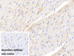 Invitrogen Hemoglobin Polyclonal Antibody, Invitrogen 20 &mu;L; Unconjugated:Anticorps,