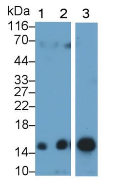 Invitrogen Hemoglobin Polyclonal Antibody, Invitrogen 200 &mu;L; Unconjugated:Antibodies,