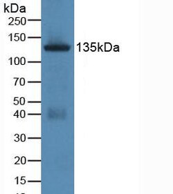 Invitrogen Jagged1 Polyclonal Antibody, Invitrogen 200 &mu;L; Unconjugated:Antibodies,