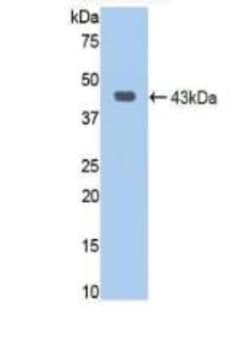 Invitrogen Jagged1 Polyclonal Antibody, Invitrogen 200 &mu;L; Unconjugated:Antibodies,