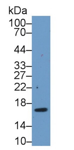 Pleiotrophin Polyclonal Antibody, Invitrogen:Antibodies:Primary Antibodies