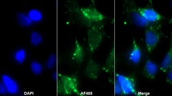 Invitrogen Pleiotrophin Polyclonal Antibody, Invitrogen 20 &mu;L; Unconjugated:Antibodies,