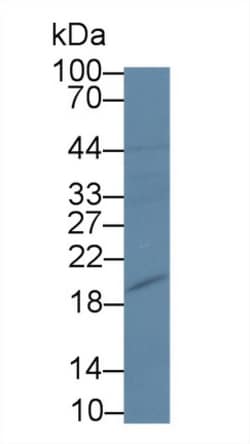 Invitrogen Pleiotrophin Polyclonal Antibody, Invitrogen 20 &mu;L; Unconjugated:Antibodies,