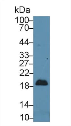 Invitrogen Pleiotrophin Polyclonal Antibody, Invitrogen 20 &mu;L; Unconjugated:Antibodies,
