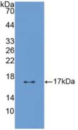 Invitrogen Pleiotrophin Polyclonal Antibody, Invitrogen 20 &mu;L; Unconjugated:Antibodies,