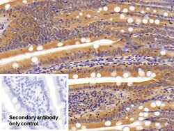 Invitrogen Carbonic Anhydrase IV Polyclonal Antibody, Invitrogen 20 &mu;L;