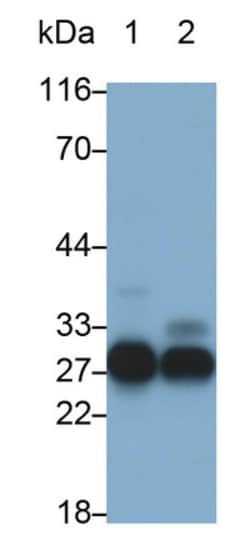 CELA3B Polyclonal Antibody, Invitrogen:Antibodies:Primary Antibodies