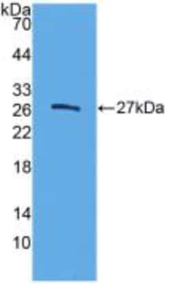 CELA3B Polyclonal Antibody, Invitrogen:Antibodies:Primary Antibodies