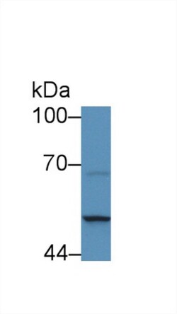 Invitrogen SERPINB4 Polyclonal Antibody, Invitrogen 20 &mu;L; Unconjugated:Antibodies,