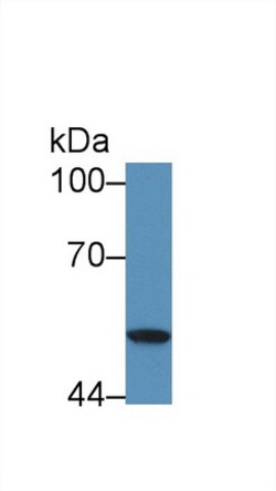 Invitrogen SERPINB4 Polyclonal Antibody, Invitrogen 20 &mu;L; Unconjugated:Antibodies,