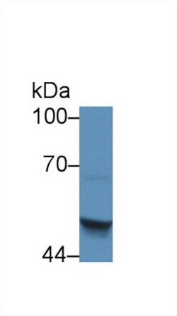 Invitrogen SERPINB4 Polyclonal Antibody, Invitrogen 20 &mu;L; Unconjugated:Antibodies,