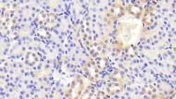 Invitrogen BACE2 Polyclonal Antibody, Invitrogen 20 &mu;L; Unconjugated:Antibodies,