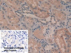 Invitrogen TAZ Polyclonal Antibody, Invitrogen 200 &mu;L; Unconjugated:Antibodies,