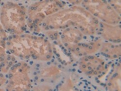 TAZ Polyclonal Antibody, Invitrogen:Antibodies:Primary Antibodies