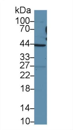 TAZ Polyclonal Antibody, Invitrogen:Antibodies:Primary Antibodies