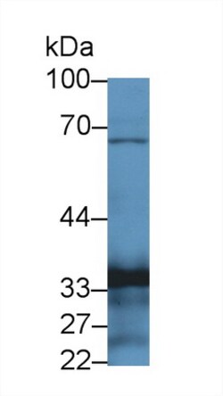 Invitrogen TOR3A Polyclonal Antibody, Invitrogen 20 &mu;L; Unconjugated:Antibodies,