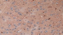 Invitrogen S100B Polyclonal Antibody, Invitrogen 200 &mu;L; Unconjugated:Antibodies,