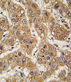 Invitrogen APOE Polyclonal Antibody 400 &mu;L; Unconjugated:Antibodies,